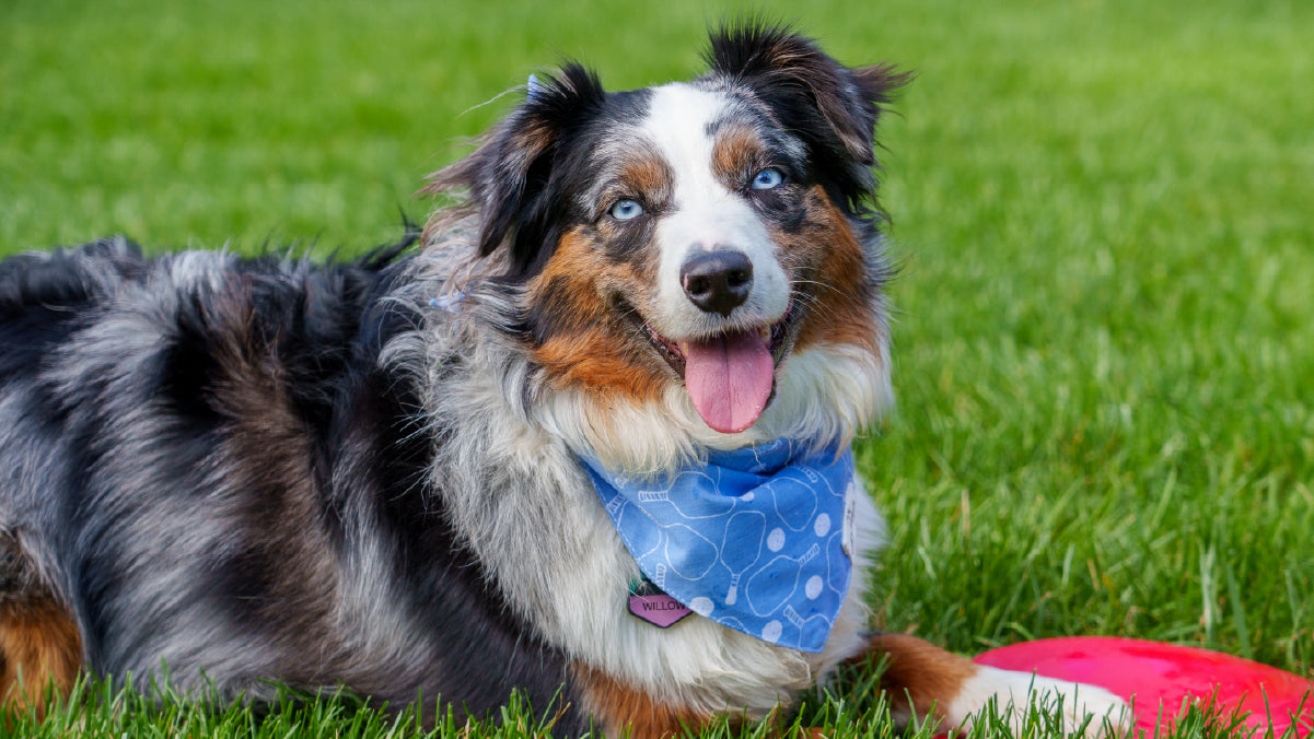 Dog wearing a blue bandana with pickleball paddles on it