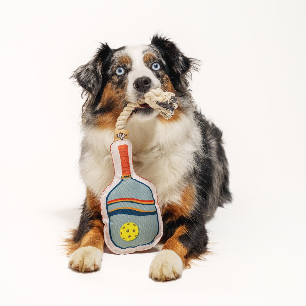 An Australian Shepherd dog holding a pickleball paddle shaped dog toy in her mouth